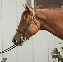 photo of horse with a nicely
shaped, refined head.